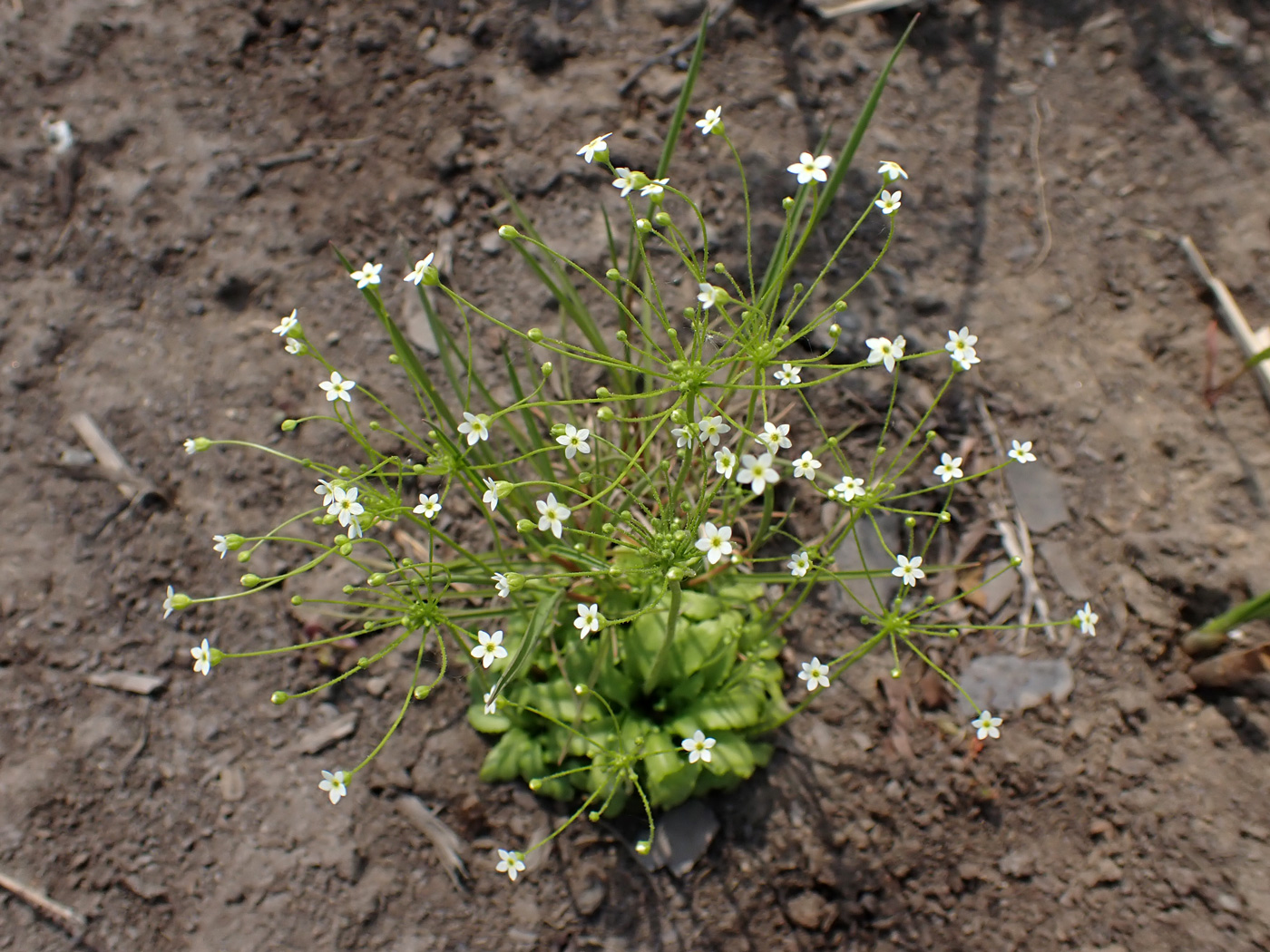 Image of Androsace filiformis specimen.