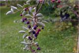 Amelanchier spicata. Ветвь с плодами разной степени спелости. Московская обл., Раменский р-н, окр. дер. Хрипань, садовый участок. 09.07.2026.