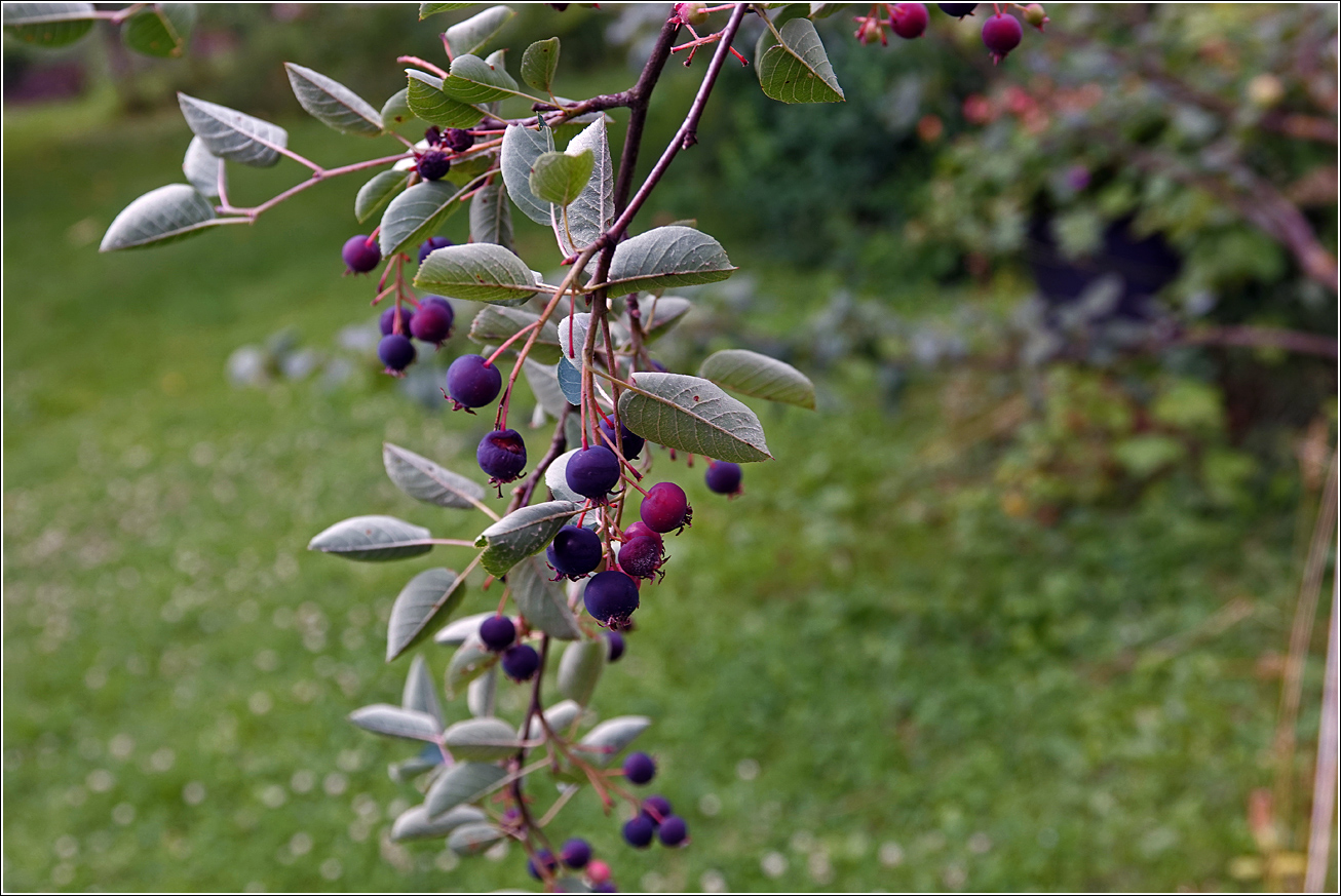 Image of Amelanchier spicata specimen.