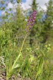 Orchis militaris. Цветущее растение. Ленинградская обл., Ломоносовский р-н, окр. пос. Глядино, сырой луг на известняке. 7 июня 2026 г.