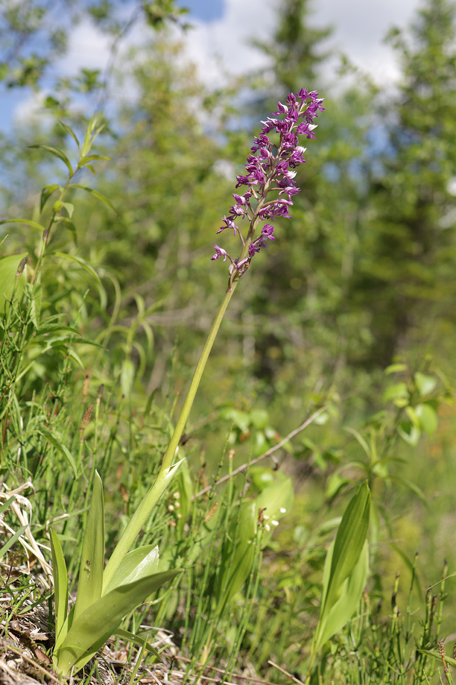 Image of Orchis militaris specimen.