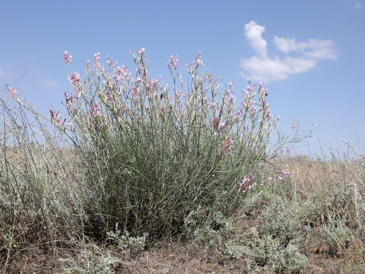 Изображение особи род Astragalus.