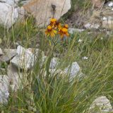 Tephroseris caucasigena
