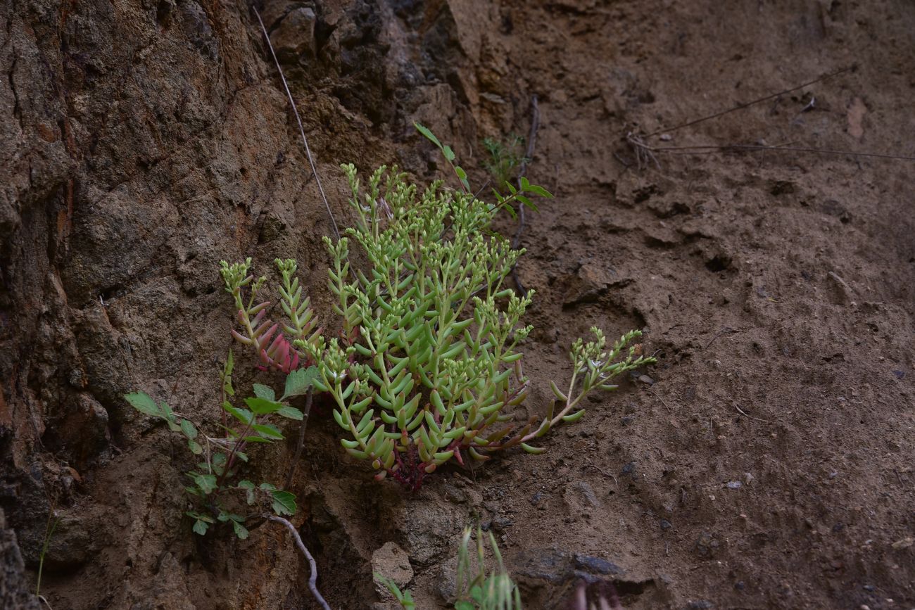 Изображение особи Sedum pallidum.