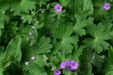 Geranium molle. Листья, цветок и завязи. Турция, ил Артвин, у монастыря Парехи. 12 июня 2026 г.