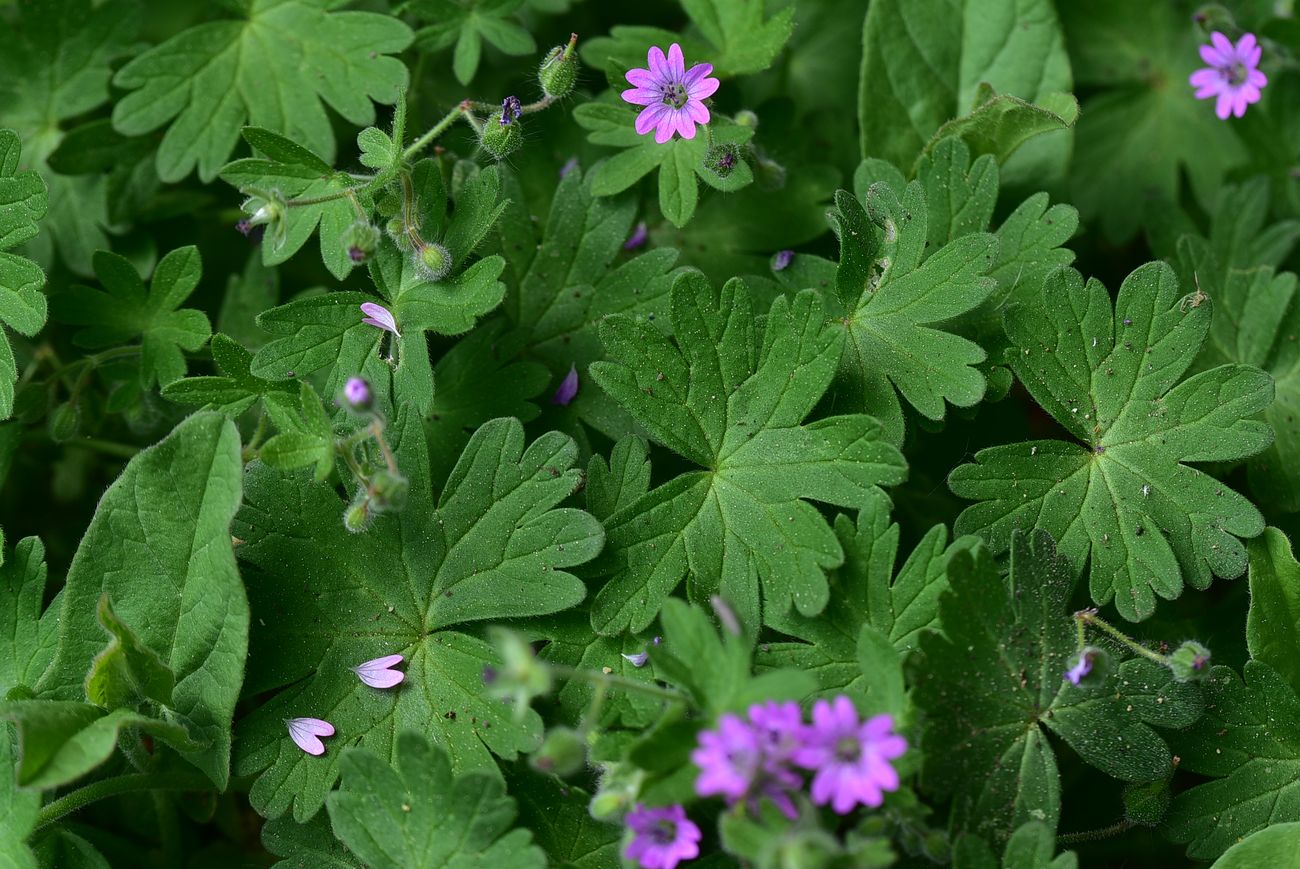 Image of Geranium molle specimen.