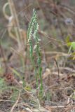 Spiranthes spiralis. Цветущие растения. Краснодарский край, Крымский р-н, окр. станицы Неберджаевская, ур. Темрючки, старый плодовый сад, зарастающий Crataegus и Carpinus orientalis, в междурядье. 19.09.2026.
