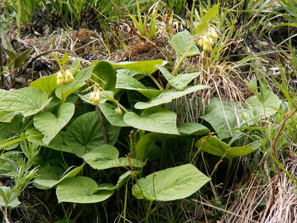 Изображение особи Symphytum cordatum.