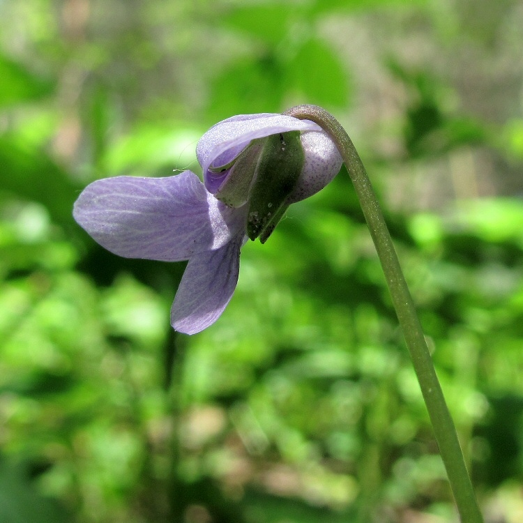 Image of Viola palustris specimen.