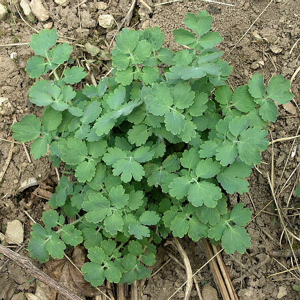 Изображение особи Chelidonium majus.