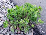 Trifolium pratense