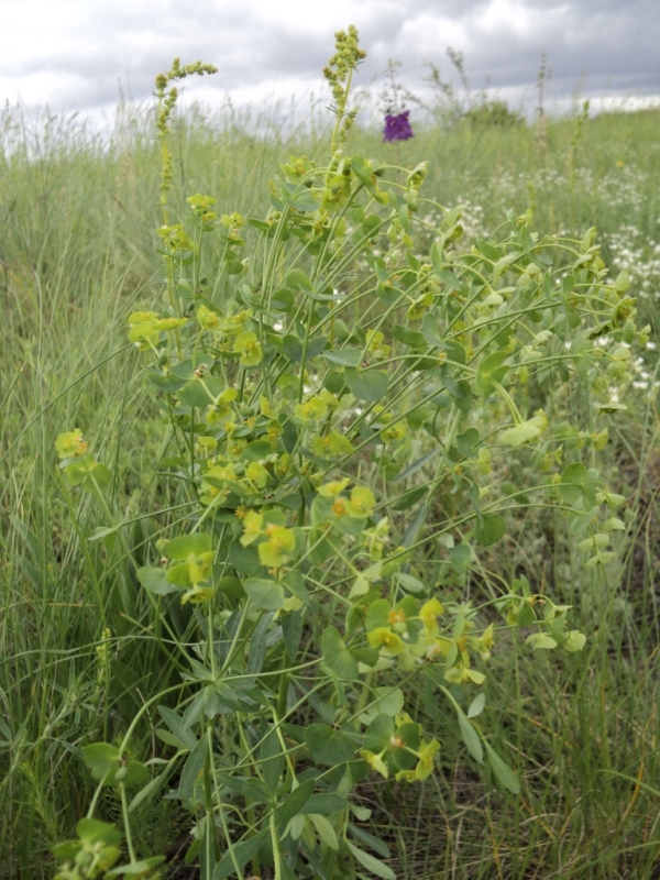 Image of Euphorbia subcordata specimen.