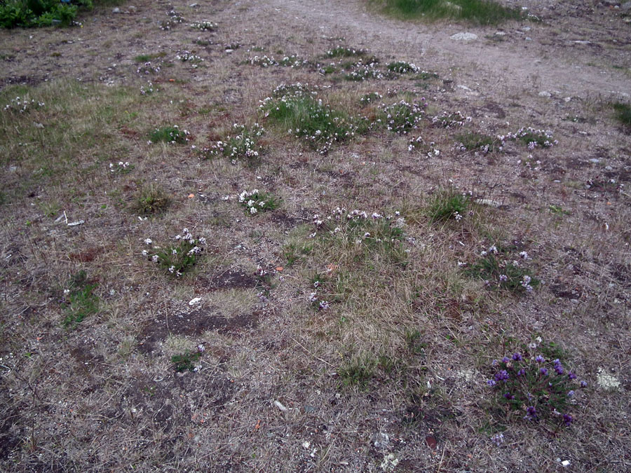 Изображение особи Oxytropis sordida.