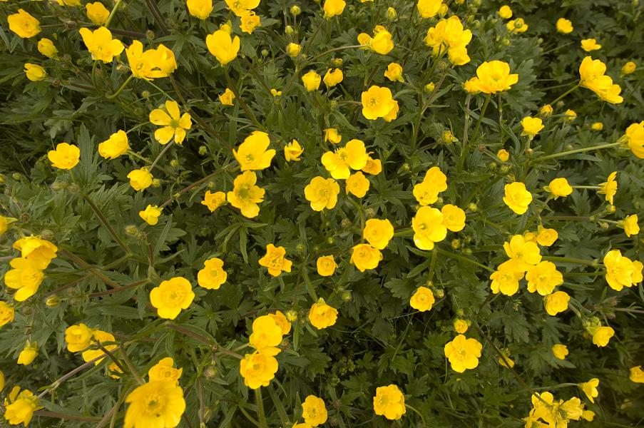 Image of genus Ranunculus specimen.