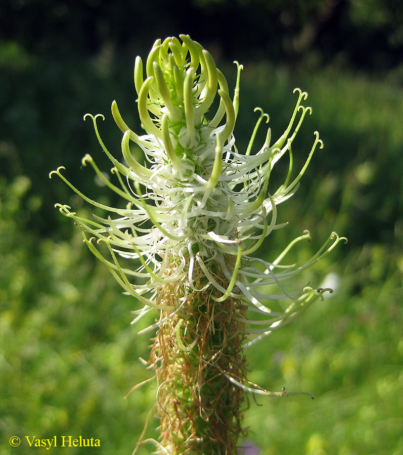Image of Phyteuma spicatum specimen.