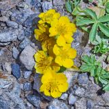 Potentilla ruprechtii