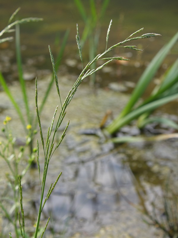 Image of Glyceria fluitans specimen.