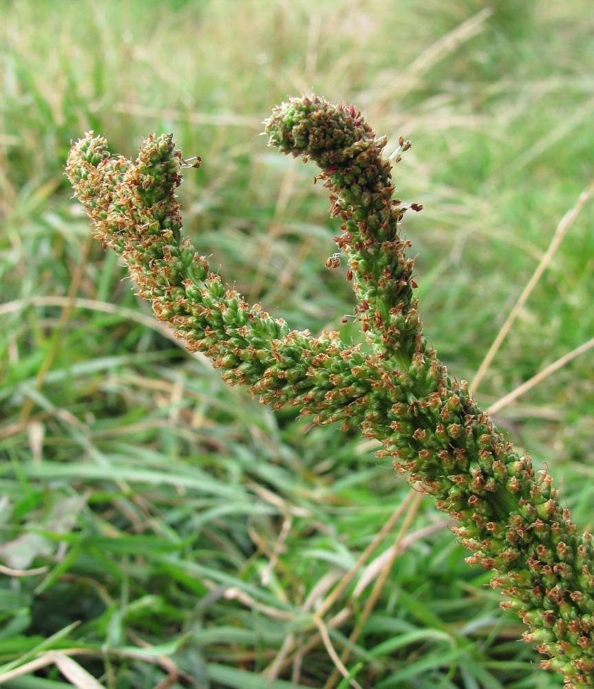 Изображение особи Plantago major.