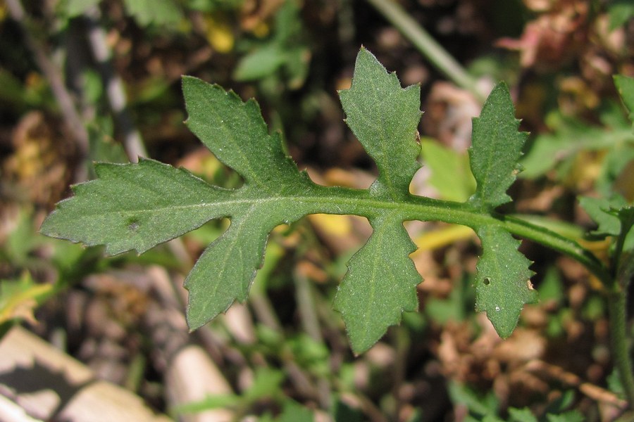 Image of Rorippa sylvestris specimen.