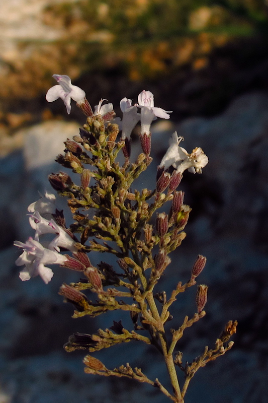 Image of Micromeria fruticosa specimen.