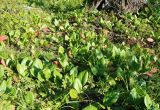 Bergenia crassifolia