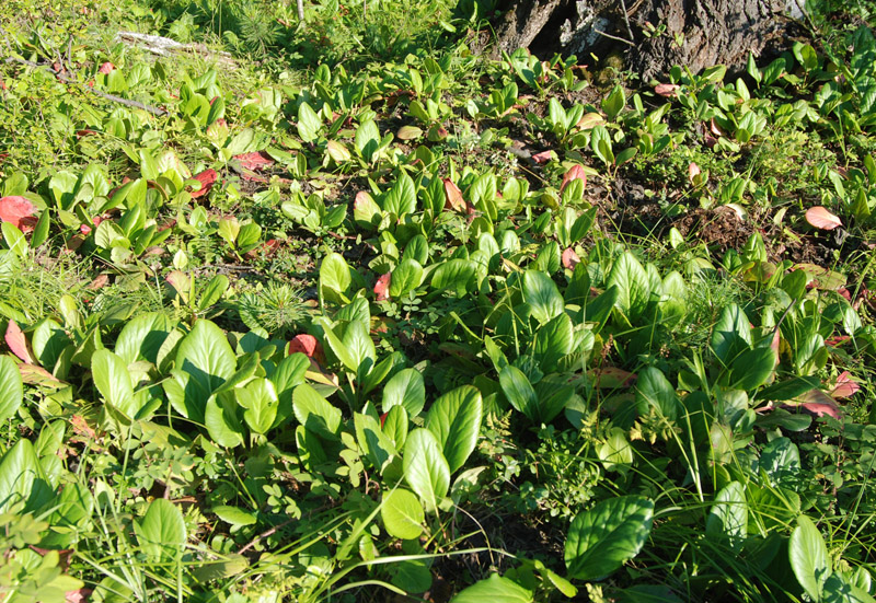 Image of Bergenia crassifolia specimen.