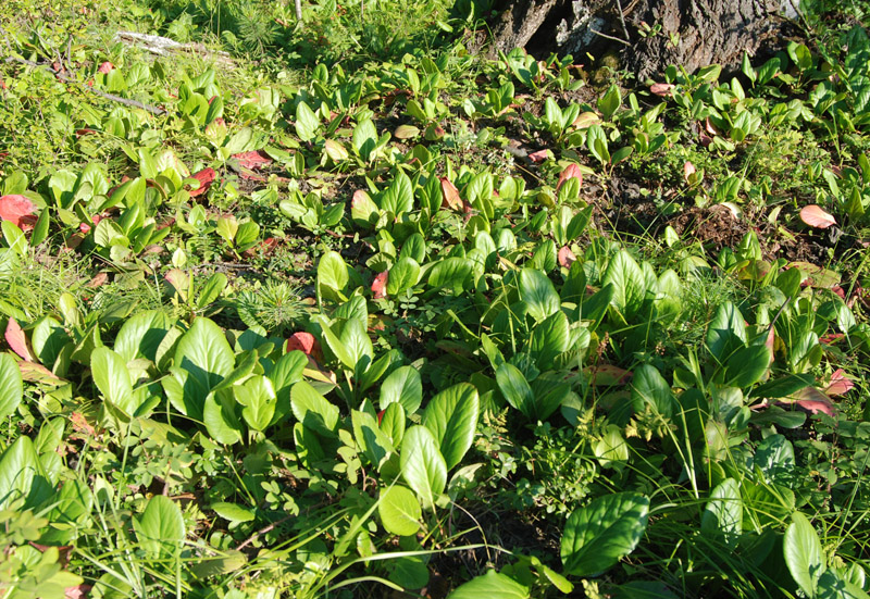 Изображение особи Bergenia crassifolia.