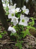 Cardamine pratensis