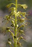 Eremurus fuscus. Часть соцветия. Южный Казахстан, Таласский Алатау, ущелье Коксай, 2600 м н.у.м. 20.07.2010.