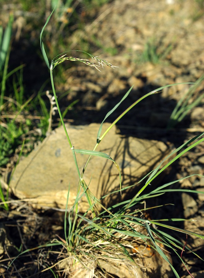 Image of familia Poaceae specimen.