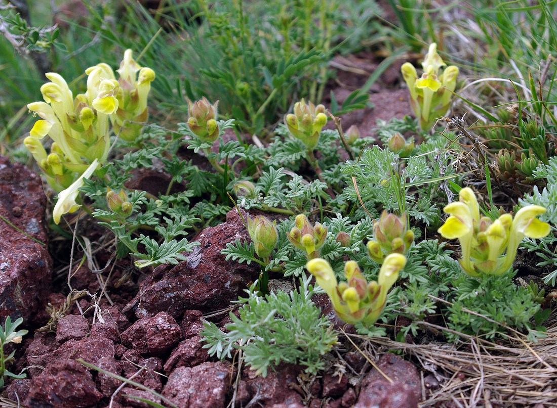 Изображение особи Scutellaria przewalskii.