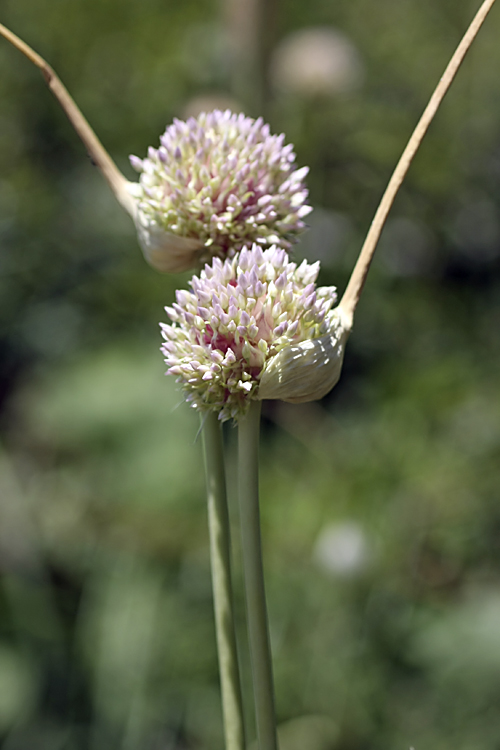 Image of Allium longicuspis specimen.