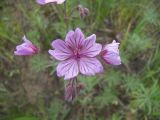 Geranium linearilobum