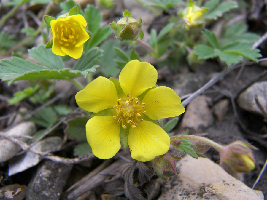 Изображение особи Potentilla incana.