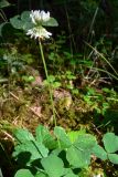 Trifolium repens. Верхушка цветущего растения. Свердловская обл., окр. г. Североуральск, скалы Три Брата, моховой сосново-еловый лес. 20.07.2011.