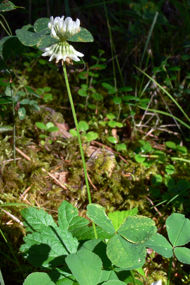 Изображение особи Trifolium repens.