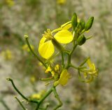 Sisymbrium septulatum. Верхушка соцветия. Копетдаг, Чули. Май 2011 г.