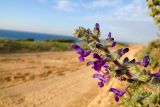 Salvia lanigera