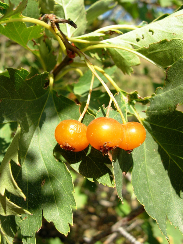 Изображение особи Crataegus korolkowii.