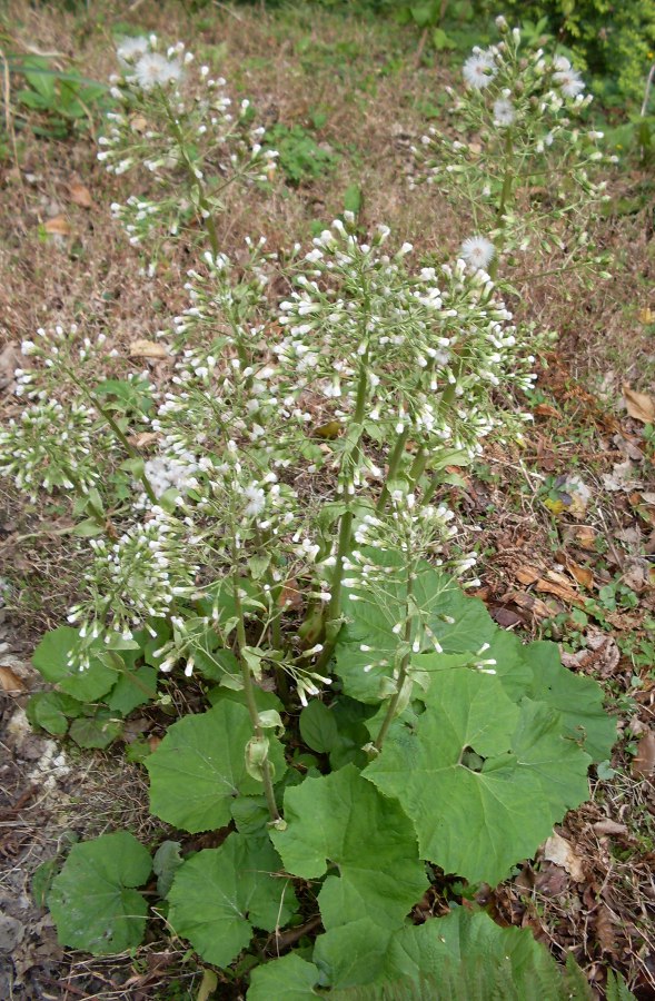 Image of Petasites albus specimen.