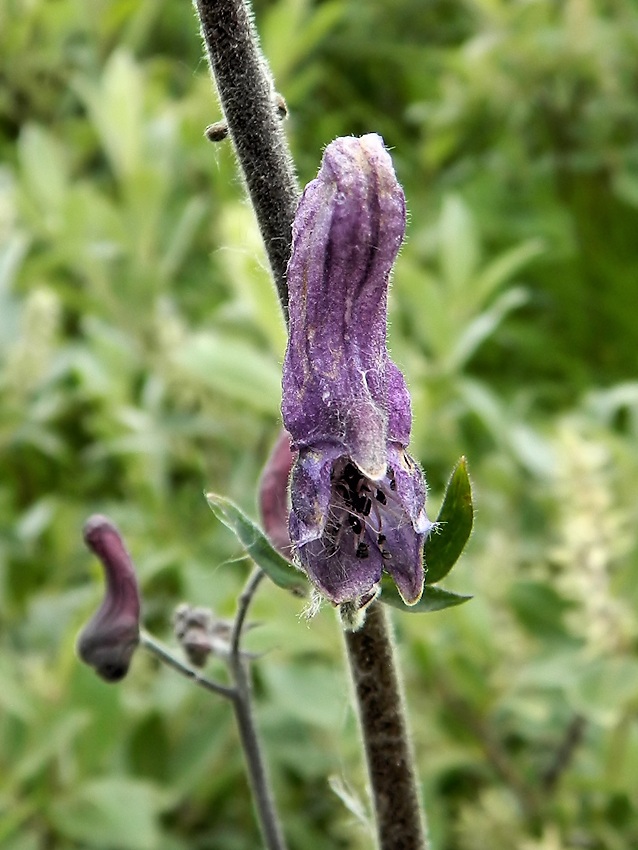 Изображение особи Aconitum septentrionale.