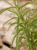 Achillea camtschatica