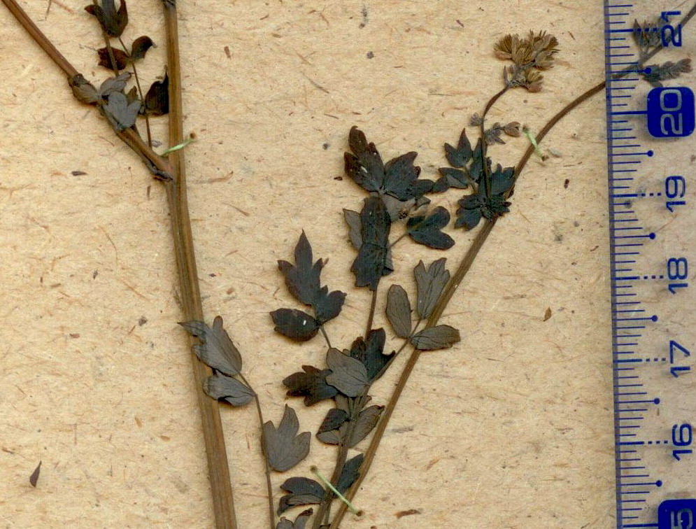 Изображение особи Thalictrum foetidum ssp. acutilobum.