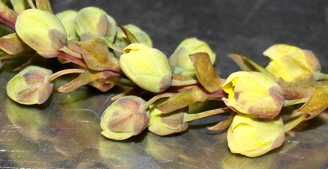 Image of Mahonia bealei specimen.