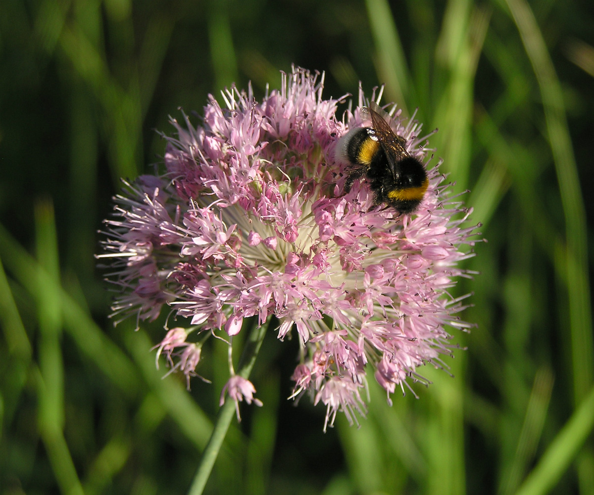 Image of Allium lineare specimen.