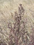 Chenopodium strictum