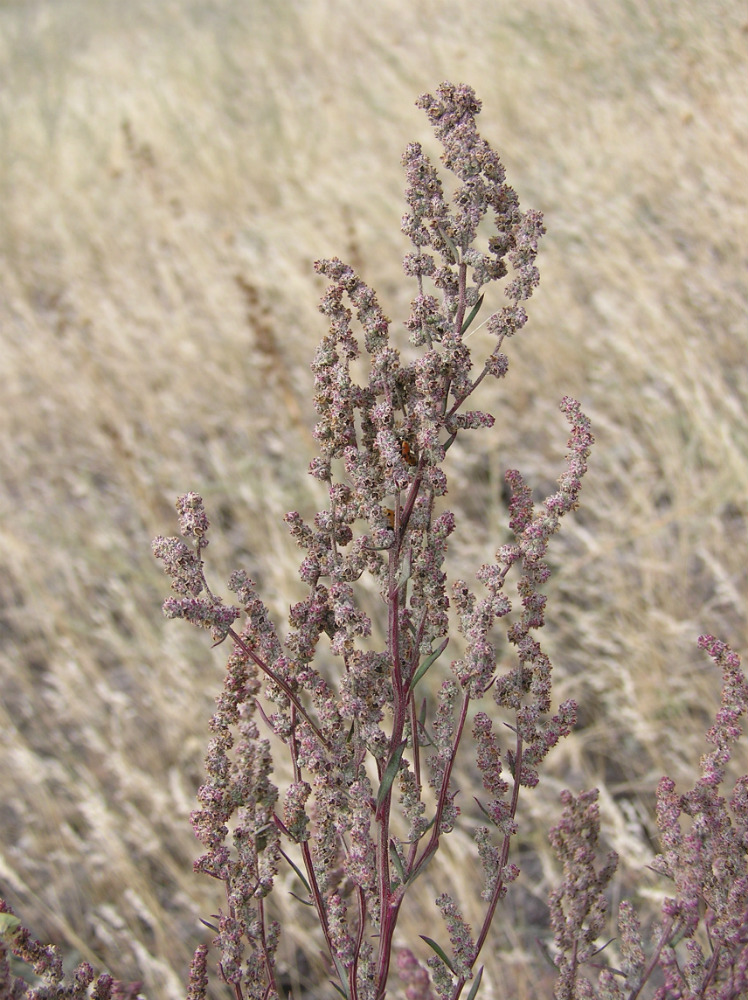 Изображение особи Chenopodium strictum.