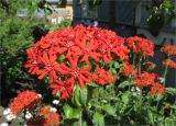 Lychnis chalcedonica