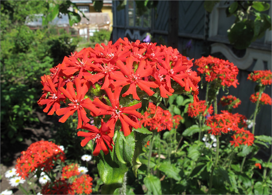 Изображение особи Lychnis chalcedonica.