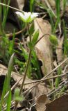 Cerastium brachypetalum subspecies tauricum. Верхушка цветущего растения. Крым, окр. Ялты, заповедник Мыс Мартьян. 17 апреля 2012 г.
